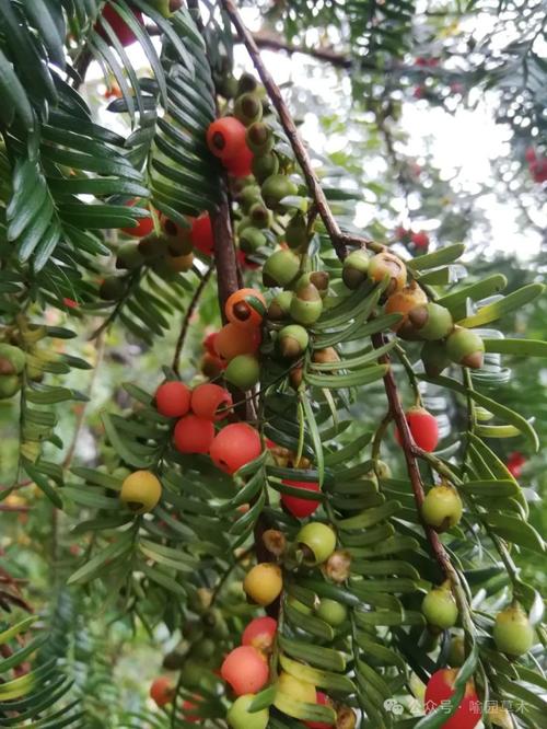 红豆杉怎么养长得快，红豆杉如何养才能让其健康成长?