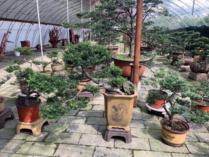 红豆杉怎么养长得快，红豆杉如何养才能让其健康成长?-第2张图片-优品飞百科