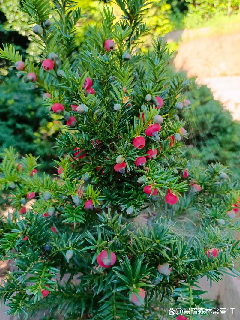 红豆杉怎么养长得快，红豆杉如何养才能让其健康成长?-第3张图片-优品飞百科