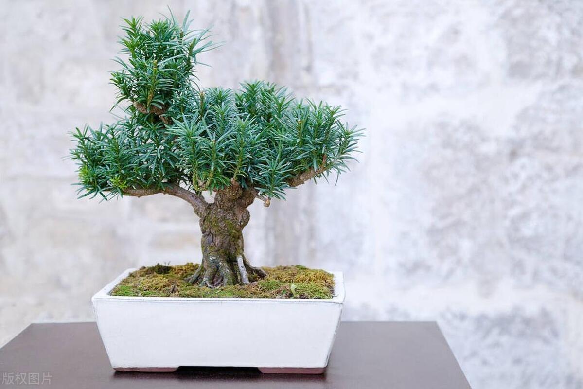 红豆杉怎么养长得快，红豆杉如何养才能让其健康成长?-第4张图片-优品飞百科