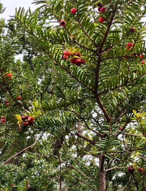 红豆杉怎么养长得快，红豆杉如何养才能让其健康成长?-第5张图片-优品飞百科