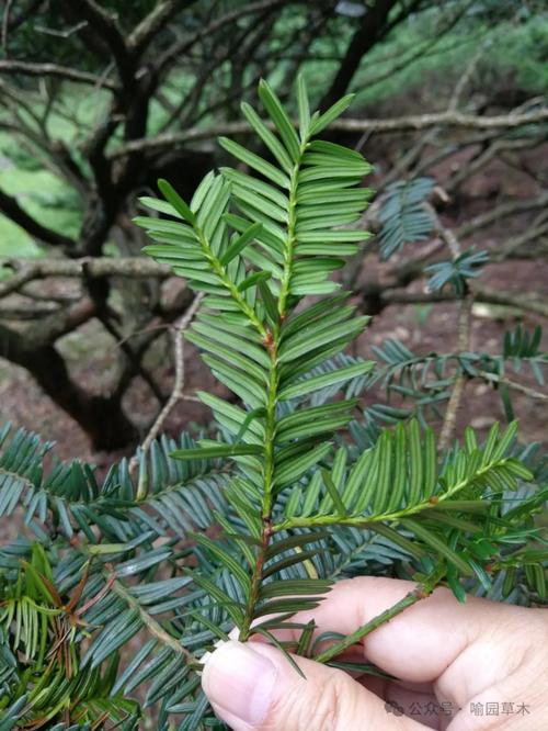 红豆杉怎么养长得快，红豆杉如何养才能让其健康成长?-第6张图片-优品飞百科