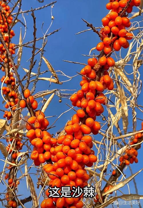 沙棘繁殖方法，沙棘育种与栽培？-第1张图片-优品飞百科