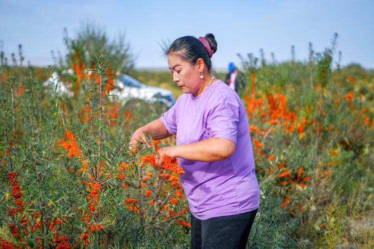 沙棘繁殖方法，沙棘育种与栽培？-第2张图片-优品飞百科