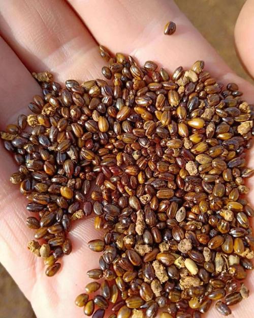 沙棘繁殖方法，沙棘育种与栽培？-第5张图片-优品飞百科