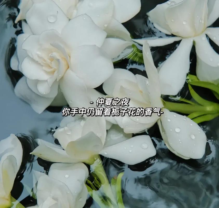 栀子花可以用草木灰吗？栀子花适合用草木灰吗？-第1张图片-优品飞百科