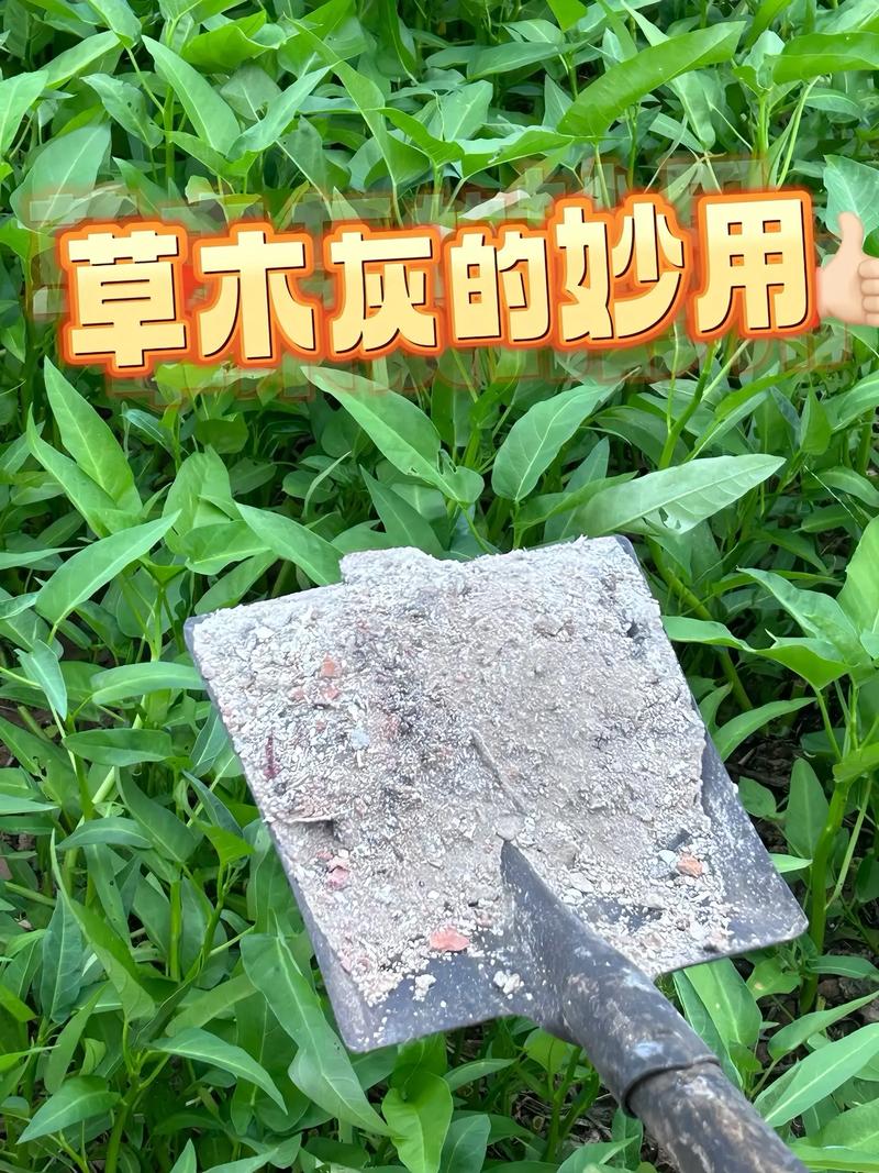 栀子花可以用草木灰吗？栀子花适合用草木灰吗？-第2张图片-优品飞百科
