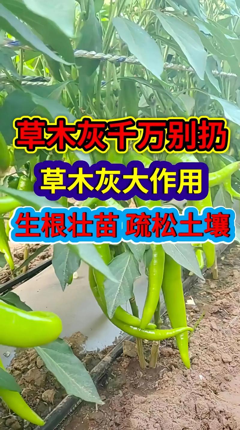 栀子花可以用草木灰吗？栀子花适合用草木灰吗？-第3张图片-优品飞百科