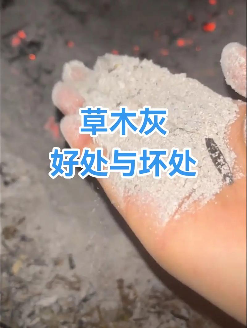 栀子花可以用草木灰吗？栀子花适合用草木灰吗？-第4张图片-优品飞百科