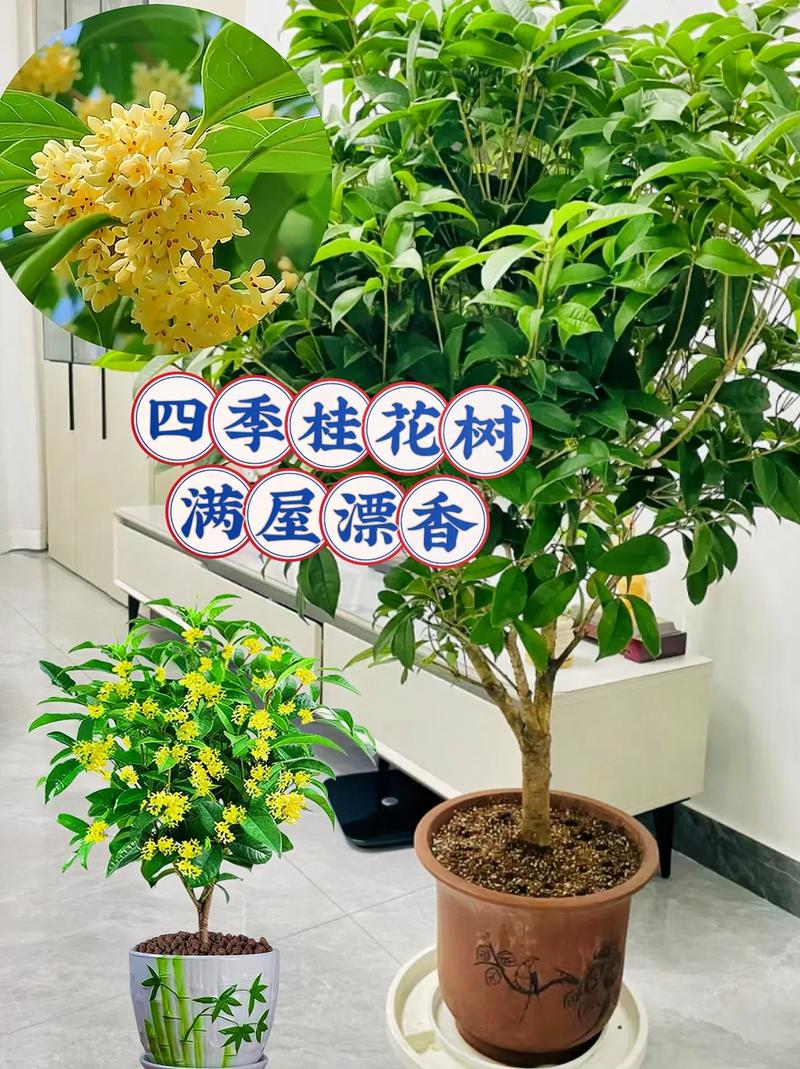 桂花适合浅盆还是深盆，桂花适合什么盆-第1张图片-优品飞百科