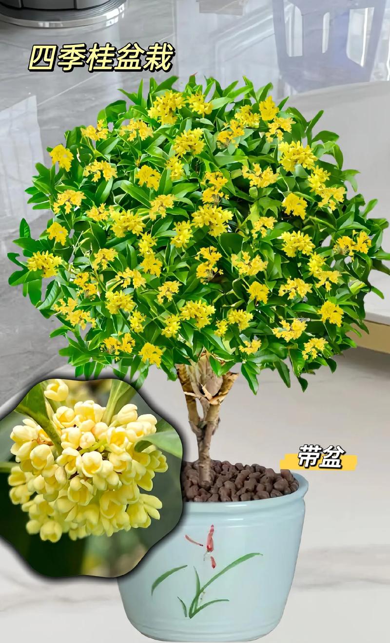 桂花适合浅盆还是深盆，桂花适合什么盆-第2张图片-优品飞百科