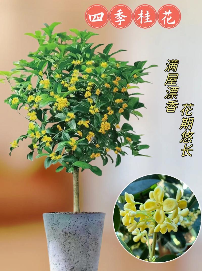 桂花适合浅盆还是深盆，桂花适合什么盆-第3张图片-优品飞百科