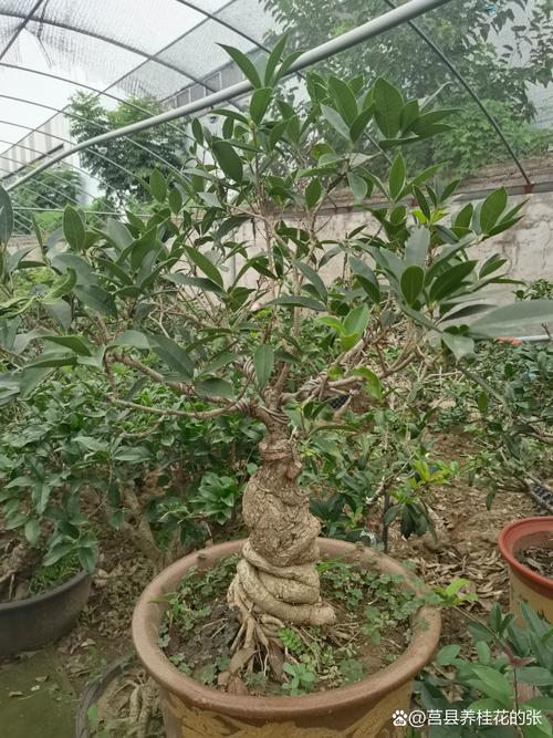 桂花适合浅盆还是深盆，桂花适合什么盆-第4张图片-优品飞百科