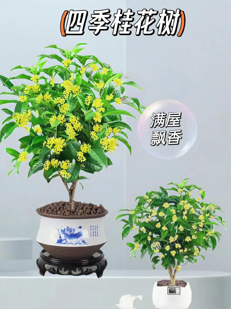 桂花适合浅盆还是深盆，桂花适合什么盆-第5张图片-优品飞百科