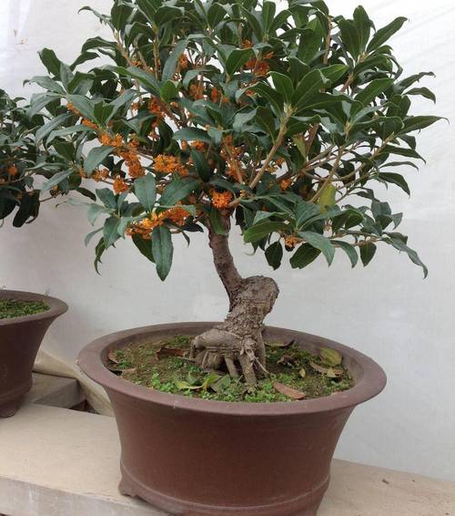 桂花适合浅盆还是深盆，桂花适合什么盆-第6张图片-优品飞百科