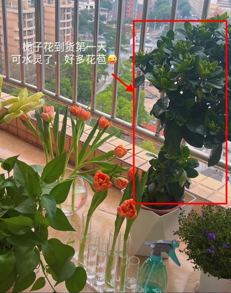 栀子花一天要浇多少水，栀子花一天要浇多少水比较好-第1张图片-优品飞百科