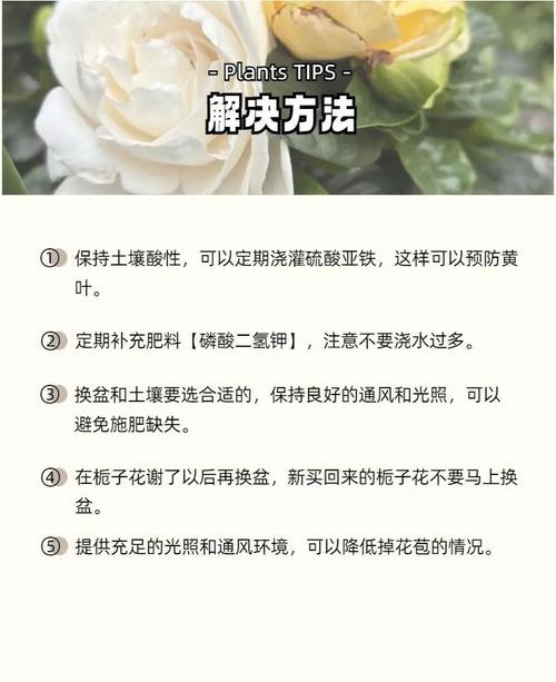 栀子花一天要浇多少水，栀子花一天要浇多少水比较好-第2张图片-优品飞百科