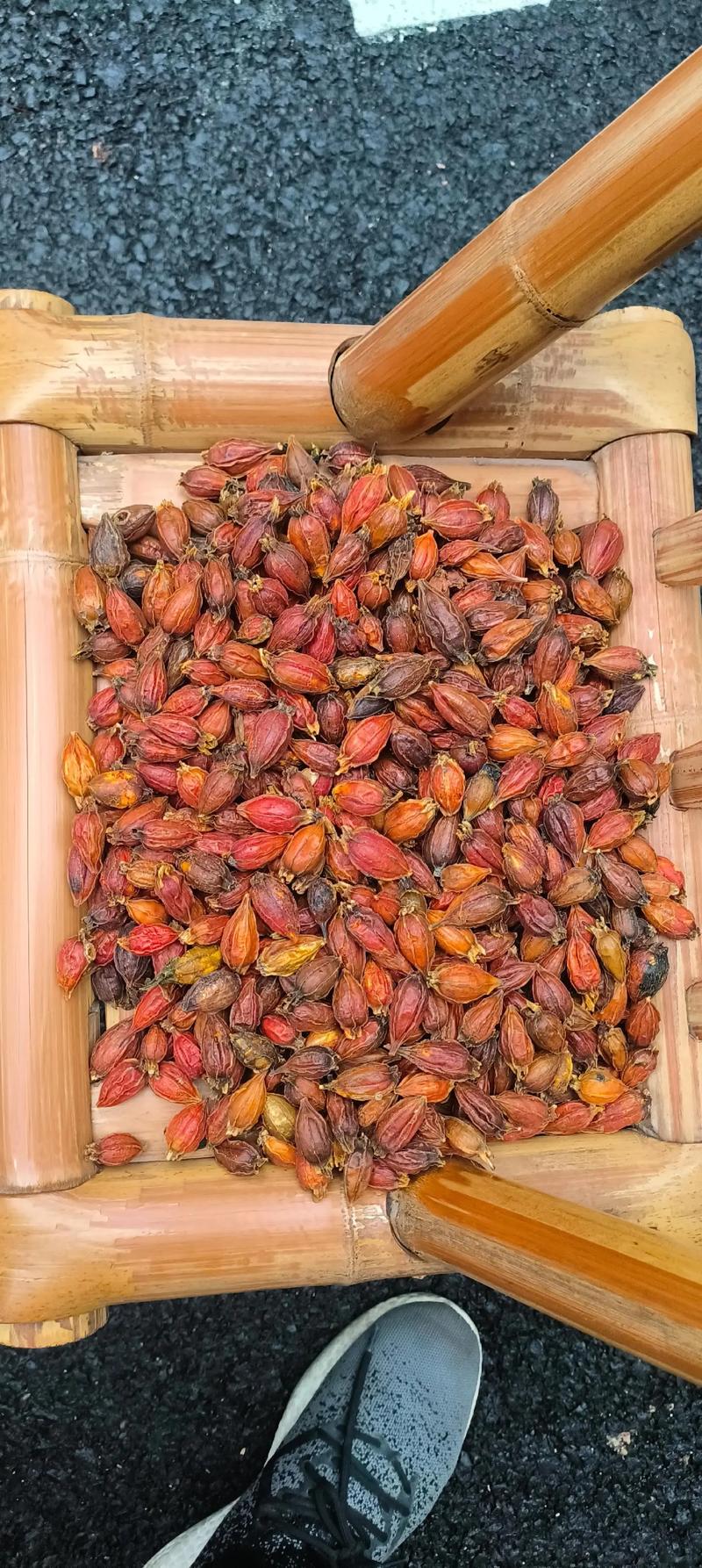 栀子花一天要浇多少水，栀子花一天要浇多少水比较好-第4张图片-优品飞百科