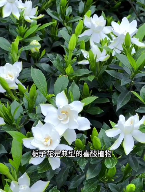 栀子花一天要浇多少水，栀子花一天要浇多少水比较好-第6张图片-优品飞百科