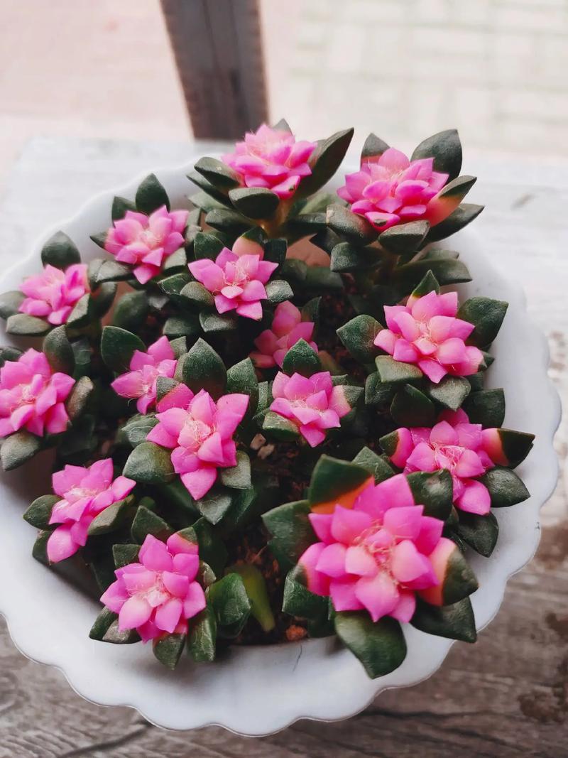 石莲花怎么养？石莲花怎么养护和浇水？