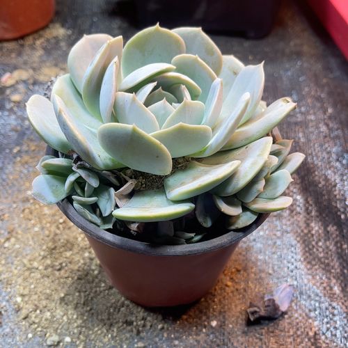 石莲花怎么养？石莲花怎么养护和浇水？-第2张图片-优品飞百科