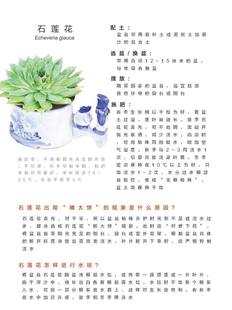 石莲花怎么养？石莲花怎么养护和浇水？-第3张图片-优品飞百科