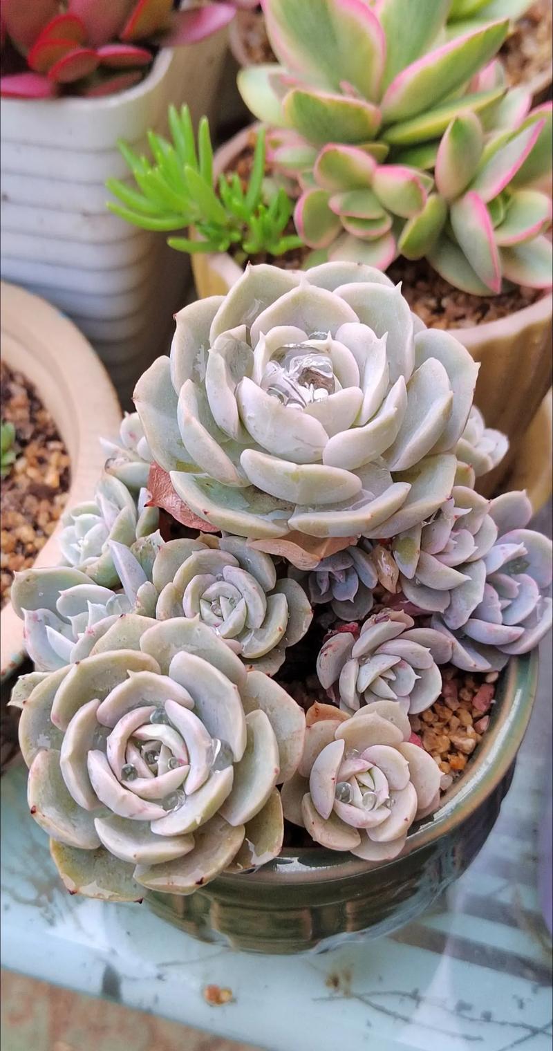 石莲花怎么养？石莲花怎么养护和浇水？-第4张图片-优品飞百科