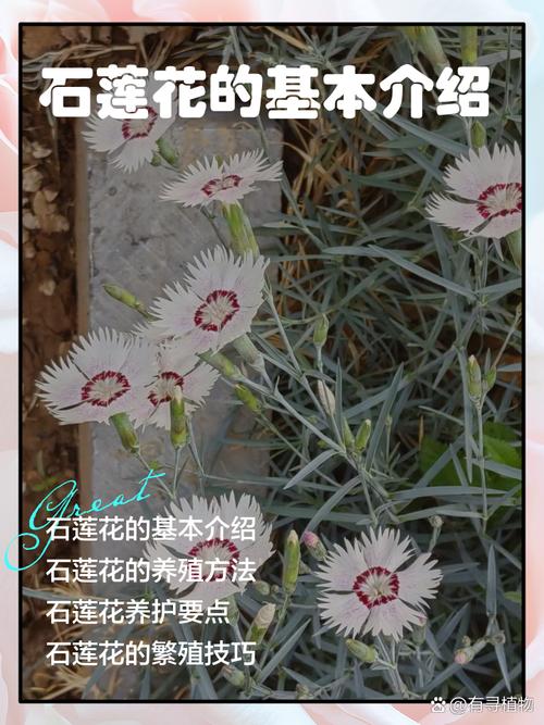 石莲花怎么养？石莲花怎么养护和浇水？-第5张图片-优品飞百科