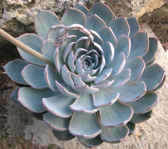 石莲花怎么养？石莲花怎么养护和浇水？-第6张图片-优品飞百科