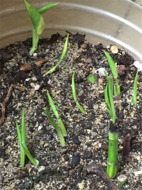 绿萝怎样扦插生根快？绿萝直接剪了泡水里几天生根？-第1张图片-优品飞百科