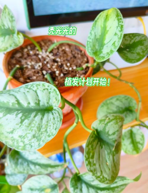 绿萝怎样扦插生根快？绿萝直接剪了泡水里几天生根？-第2张图片-优品飞百科