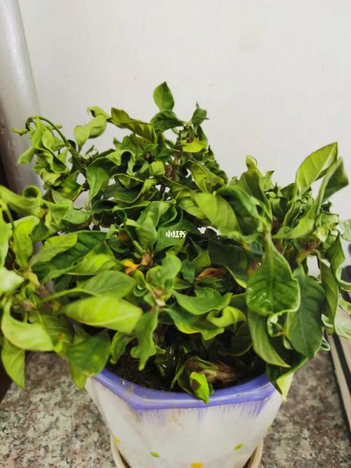 栀子花刚买回来就蔫了怎么办，刚买的栀子花蔫啦还能救活吗-第2张图片-优品飞百科