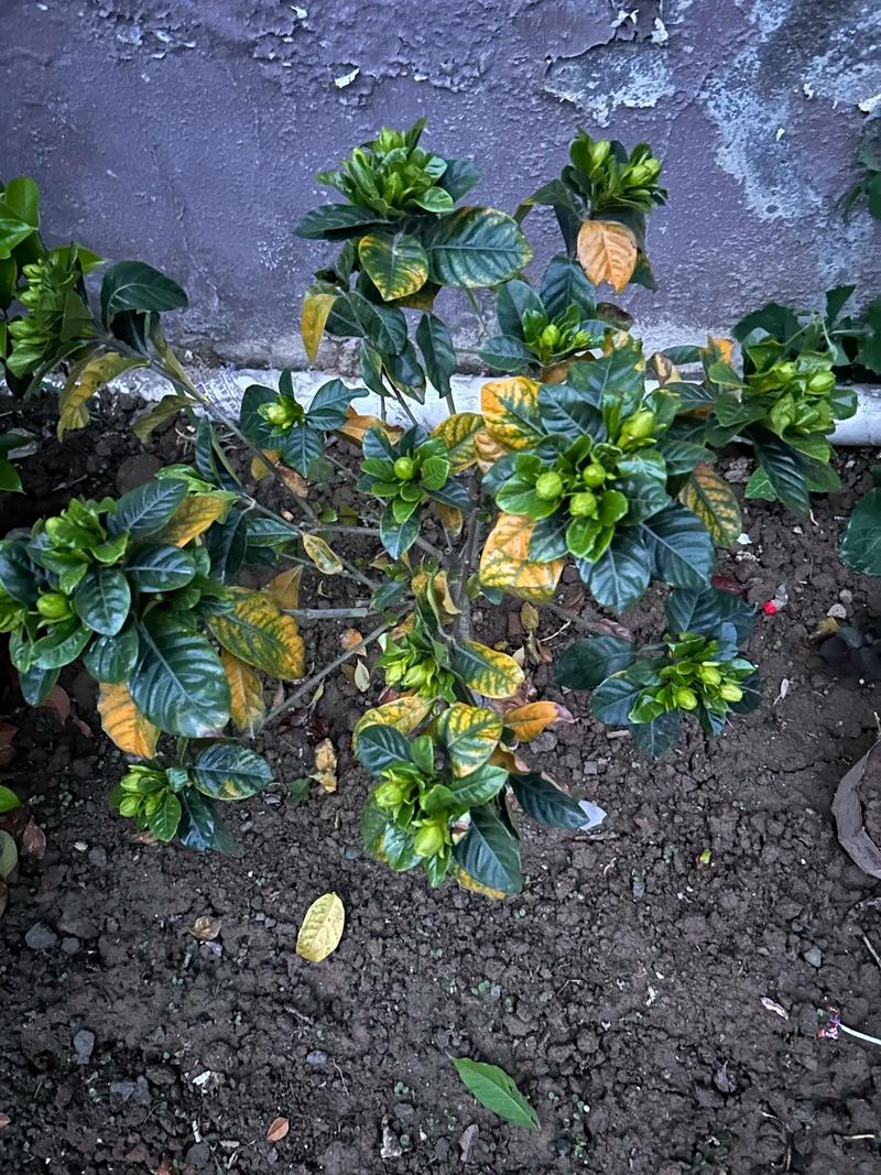 栀子花刚买回来就蔫了怎么办，刚买的栀子花蔫啦还能救活吗-第3张图片-优品飞百科