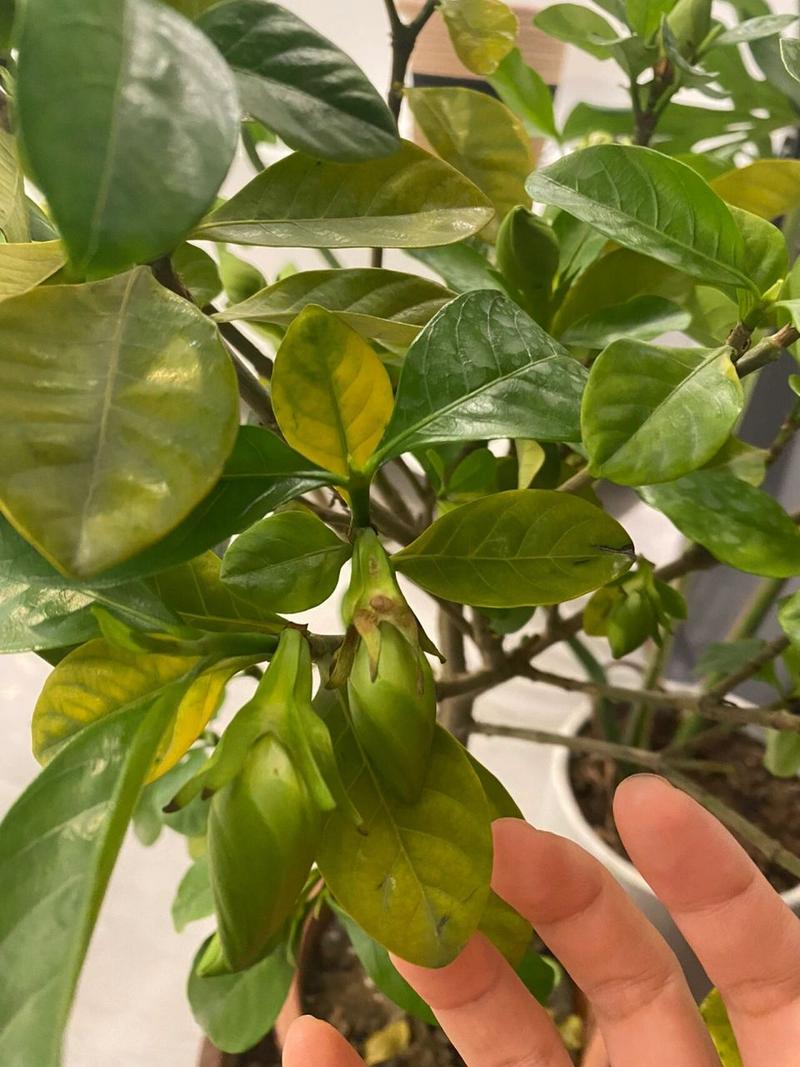 栀子花刚买回来就蔫了怎么办，刚买的栀子花蔫啦还能救活吗-第4张图片-优品飞百科