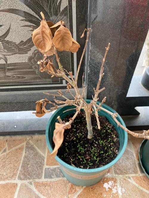 栀子花刚买回来就蔫了怎么办，刚买的栀子花蔫啦还能救活吗-第5张图片-优品飞百科