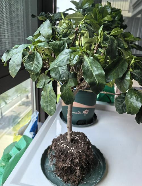 栀子花刚买回来就蔫了怎么办，刚买的栀子花蔫啦还能救活吗-第6张图片-优品飞百科