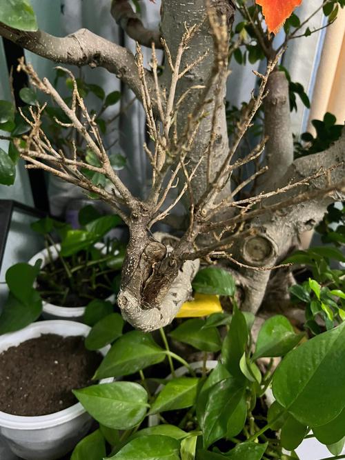 人参榕冬天怎么养，人参榕冬天怎么养 怎么浇水？