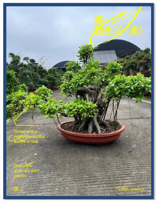 人参榕冬天怎么养,人参榕冬天怎么养 怎么浇水?-第3张图片-优品飞百科 人参榕冬天怎么养,人参榕冬天怎么养 怎么浇水?-第3张图片-优品飞百科