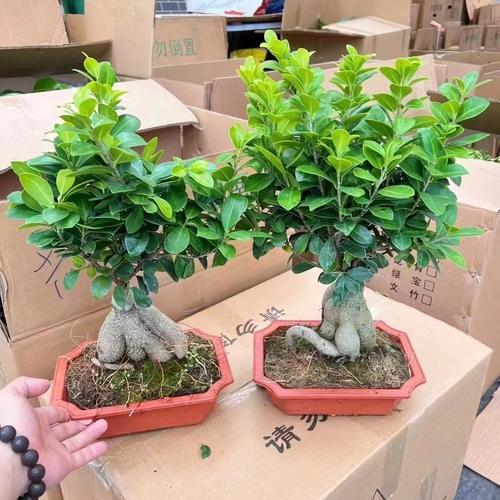 人参榕冬天怎么养,人参榕冬天怎么养 怎么浇水?-第2张图片-优品飞百科 人参榕冬天怎么养,人参榕冬天怎么养 怎么浇水?-第2张图片-优品飞百科