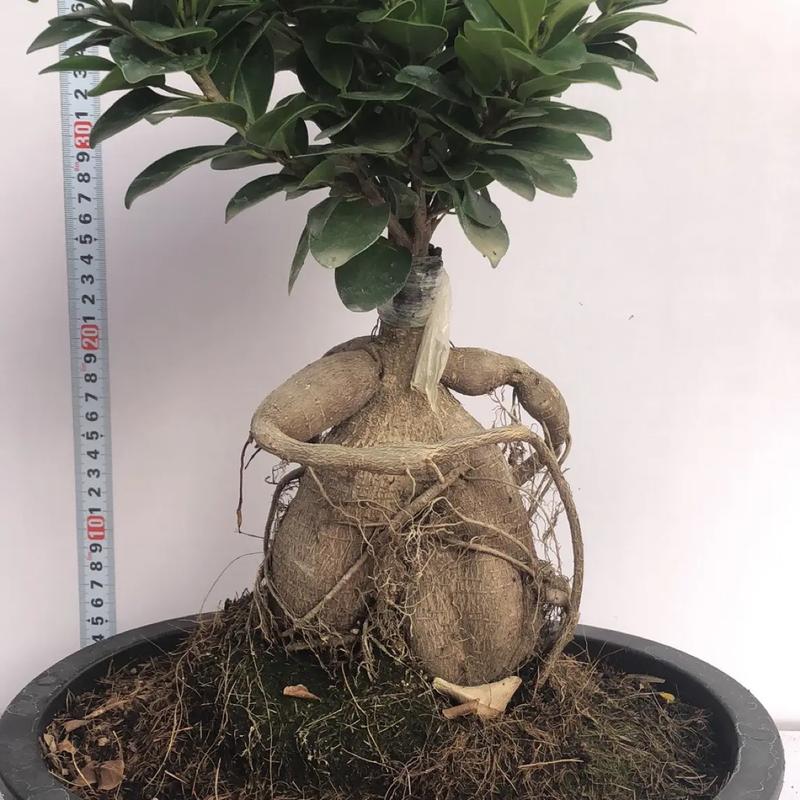 人参榕冬天怎么养,人参榕冬天怎么养 怎么浇水?-第6张图片-优品飞百科 人参榕冬天怎么养,人参榕冬天怎么养 怎么浇水?-第6张图片-优品飞百科