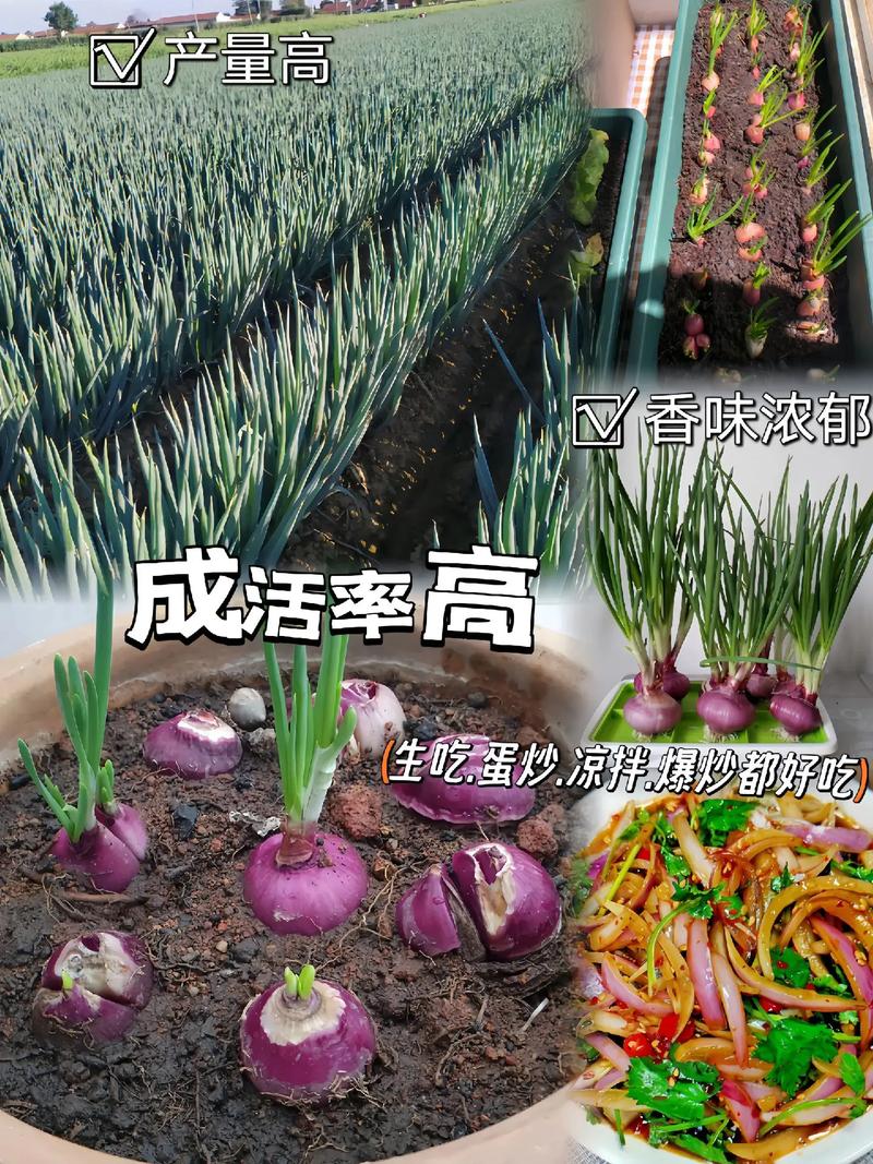 洋葱种植技术，洋葱种植技术及产量-第1张图片-优品飞百科