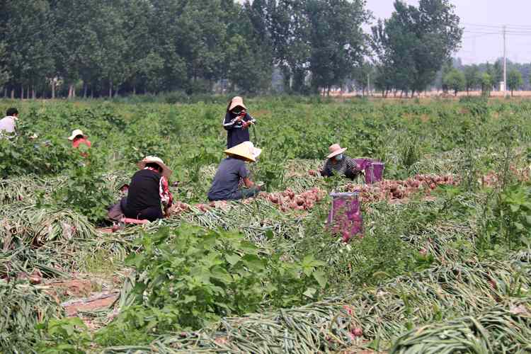 洋葱种植技术，洋葱种植技术及产量-第2张图片-优品飞百科
