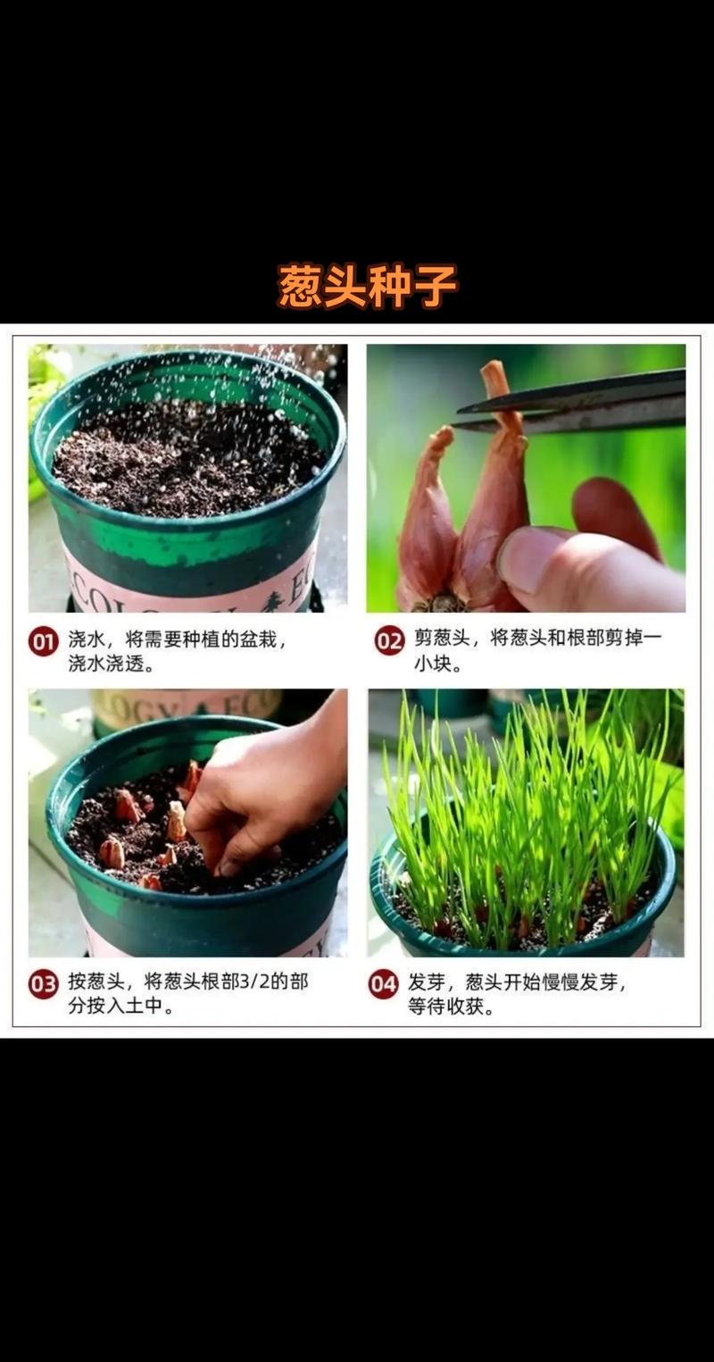 洋葱种植技术，洋葱种植技术及产量-第3张图片-优品飞百科