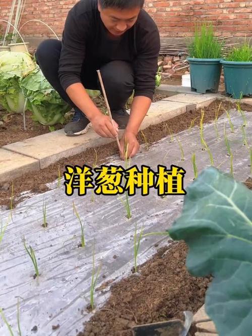 洋葱种植技术，洋葱种植技术及产量-第4张图片-优品飞百科