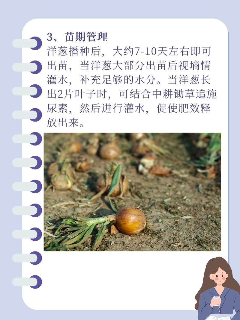 洋葱种植技术，洋葱种植技术及产量-第6张图片-优品飞百科