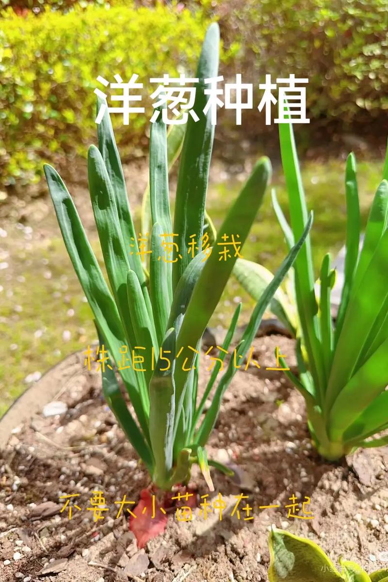洋葱种植技术，洋葱种植技术及产量-第7张图片-优品飞百科