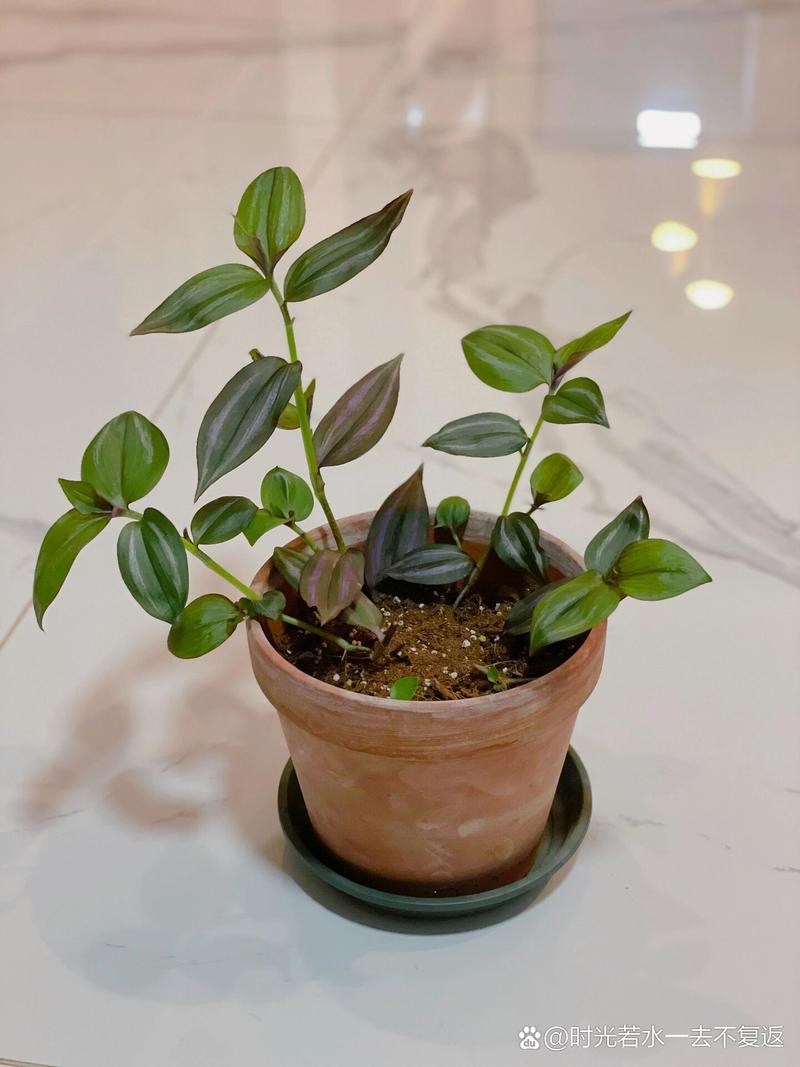 吊竹梅秋天怎么养？吊竹梅秋天怎么养护和管理？-第1张图片-优品飞百科