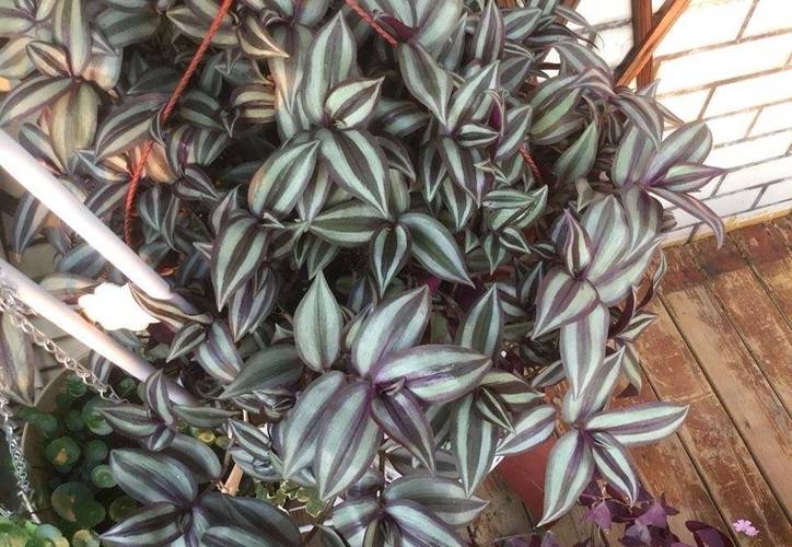 吊竹梅秋天怎么养？吊竹梅秋天怎么养护和管理？-第2张图片-优品飞百科