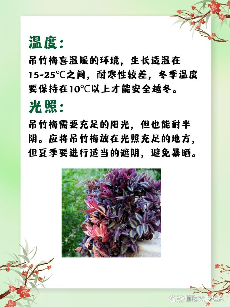 吊竹梅秋天怎么养？吊竹梅秋天怎么养护和管理？-第3张图片-优品飞百科