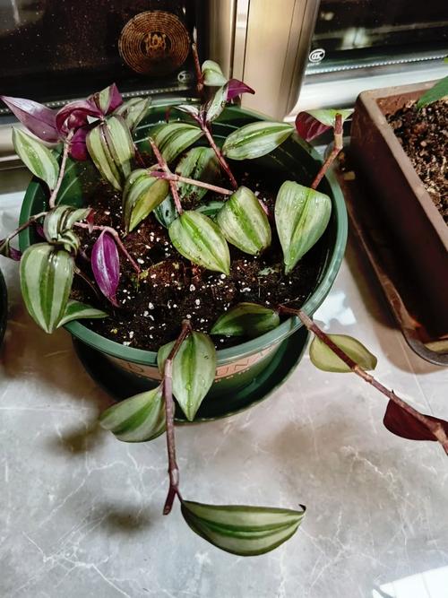 吊竹梅秋天怎么养？吊竹梅秋天怎么养护和管理？-第4张图片-优品飞百科